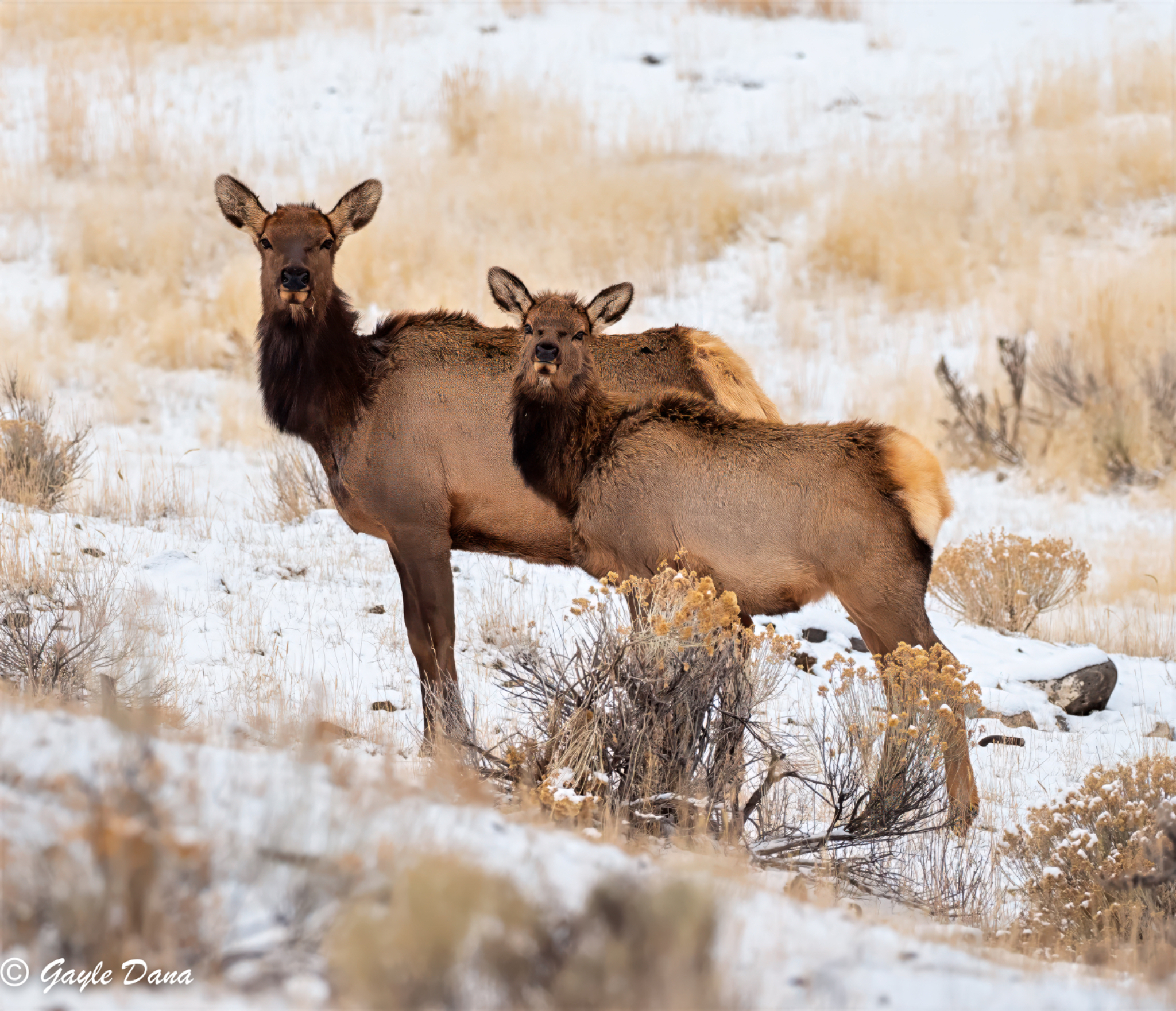 Elk female duo 1
